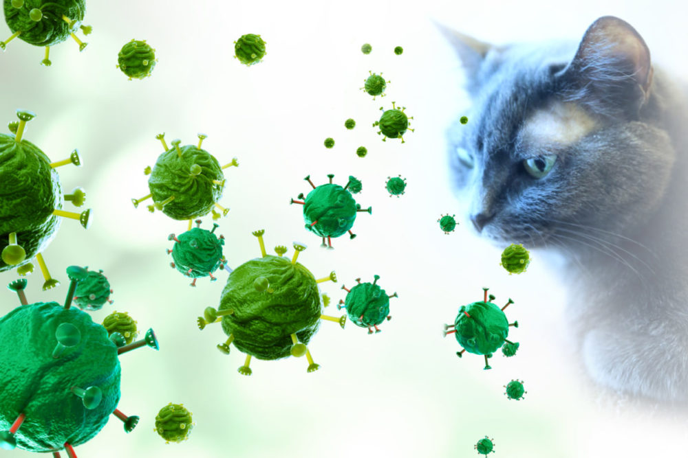猫　猫のお悩み　コロナウイルス　猫の病気　猫の腸内環境改善　猫のSOS