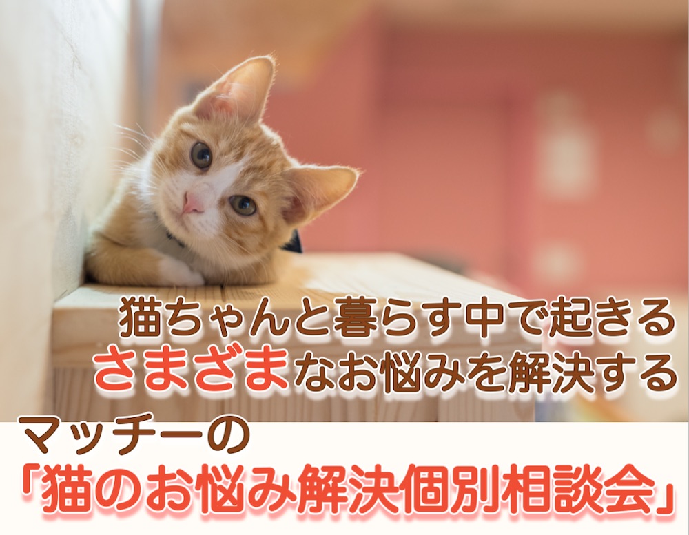 猫の腸内環境改善　猫　ネコ　ねこ　猫の飼い主　猫のお悩み　