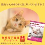 猫の腸内環境改善　猫　ネコ　ねこ　猫の飼い主　猫のお悩み　
